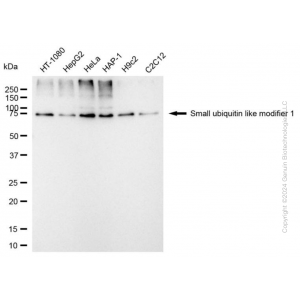 KD-Validated SUMO1 Mouse mAb (20 μl)