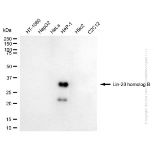 KD-Validated LIN28B Mouse mAb (20 μl)