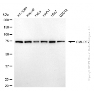 KD-Validated SMURF2 Mouse mAb (20 μl)