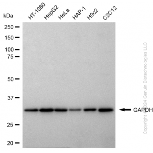 KD-Validated GAPDH Rabbit pAb (20 μl)