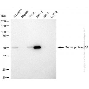 KD-Validated TP53 Rabbit pAb (20 μl)