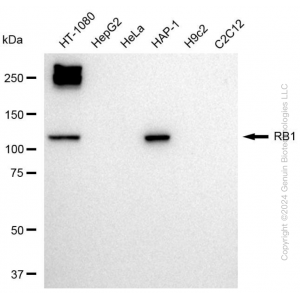 KD-Validated RB1 Rabbit pAb (20 μl)