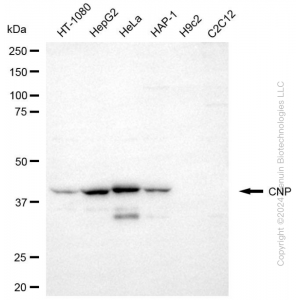KD-Validated CNP Mouse mAb (20 μl)