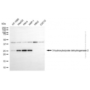 KD-Validated BDH2 Mouse mAb (20 μl)