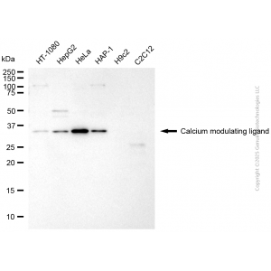 KD-Validated CAMLG Mouse mAb (20 μl)