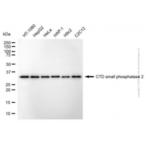KD-Validated CTDSP2 Mouse mAb (20 μl)