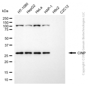 KD-Validated CINP Mouse mAb (20 μl)