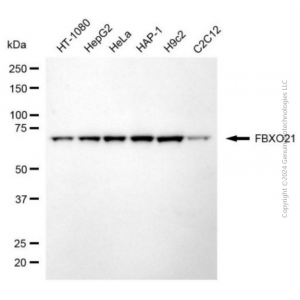 KD-Validated FBXO21 Mouse mAb (20 μl)