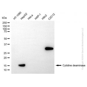 KD-Validated CDA Rabbit mAb (20 μl)