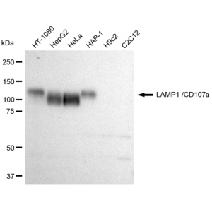 KD-Validated CD107a Rabbit mAb (20 μl)