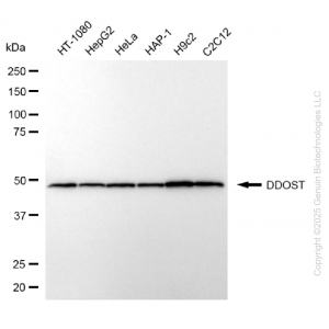 KD-Validated DDOST Mouse mAb (20 μl)