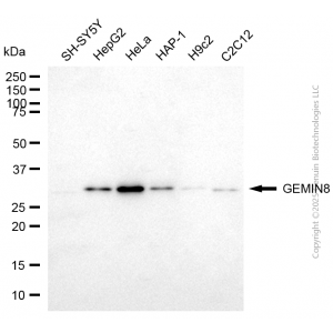 KD-Validated GEMIN8 Mouse mAb (20 μl)