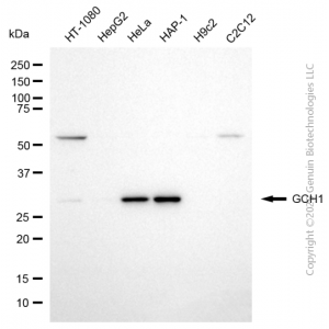 KD-Validated GCH1 Mouse mAb (20 μl)