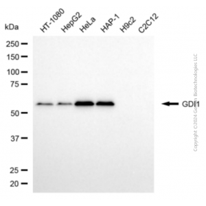 KD-Validated GDI1 Mouse mAb (20 μl)