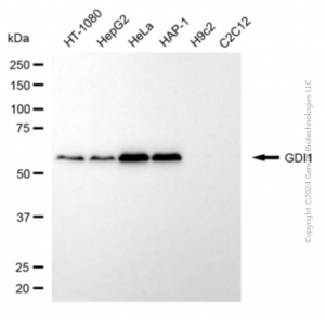 KD-Validated GDI1 Mouse mAb (20 μl)