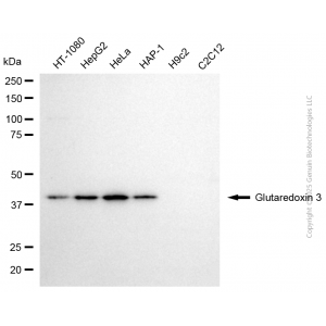KD-Validated GLRX3 Mouse mAb (20 μl)