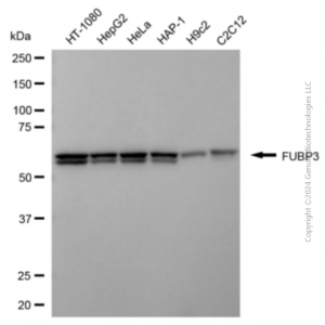 KD-Validated FUBP3 Mouse mAb (20 μl)