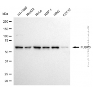 KD-Validated FUBP3 Mouse mAb (20 μl)