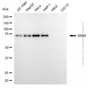 KD-Validated SNX9 Mouse mAb (20 μl)
