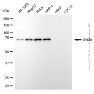 KD-Validated SNX9 Mouse mAb (20 μl)