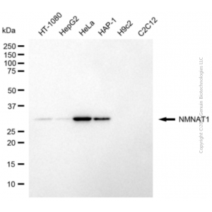 KD-Validated NMNAT1 Mouse mAb (20 μl)