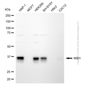 KD-Validated MSI1 Mouse mAb (20 μl)