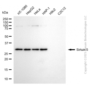 KD-Validated SIRT5 Mouse mAb (20 μl)