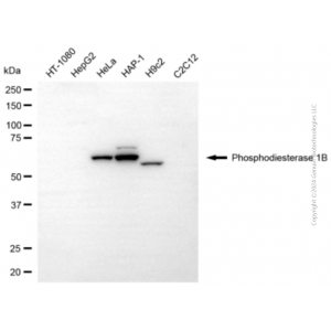 KD-Validated PDE1B Mouse mAb (20 μl)