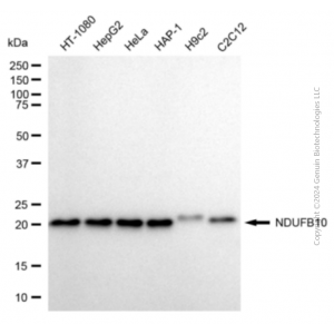 KD-Validated NDUFB10 Mouse mAb (20 μl)