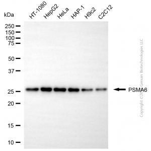 KD-Validated PSMA6 Mouse mAb (20 μl)