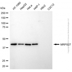 KD-Validated MRPS27 Mouse mAb (20 μl)