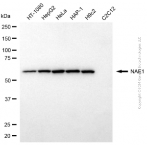 KD-Validated NAE1 Mouse mAb (20 μl)