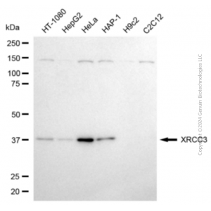 KD-Validated XRCC3 Mouse mAb (20 μl)