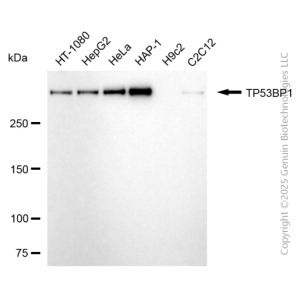 KD-Validated TP53BP1 Mouse mAb (20 μl)