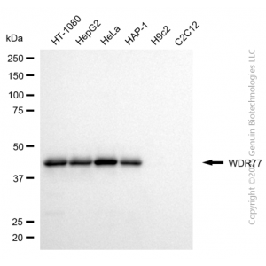 KD-Validated WDR77 Mouse mAb (20 μl)