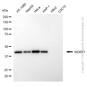 KD-Validated WDR77 Mouse mAb (20 μl)