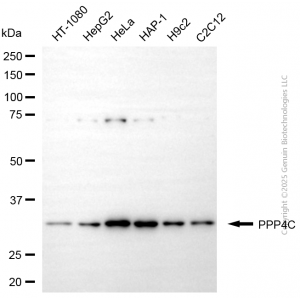 KD-Validated PPP4C Mouse mAb (20 μl)