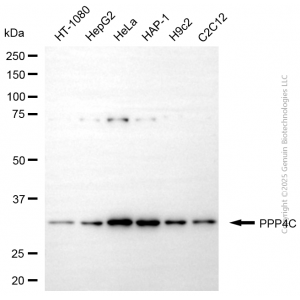 KD-Validated PPP4C Mouse mAb (20 μl)