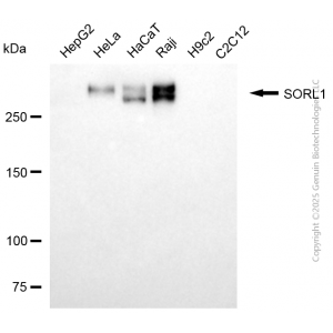 KD-Validated SORL1 Mouse mAb (20 μl)