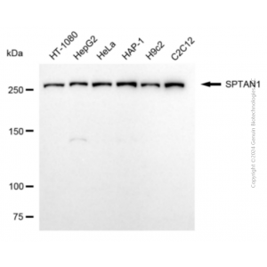 KD-Validated SPTAN1 Mouse mAb (20 μl)