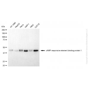 KD-Validated CREB1 Mouse mAb (20 μl)