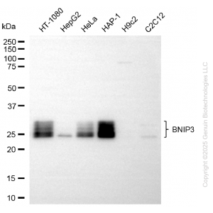 KD-Validated BNIP3 Rabbit mAb (20 μl)