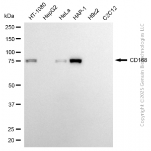 KD-Validated HMMR Rabbit mAb (20 μl)