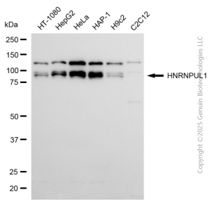 KD-Validated HNRNPUL1 Rabbit mAb (20 μl)