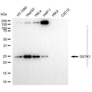 KD-Validated GSTK1 Rabbit mAb (20 μl)