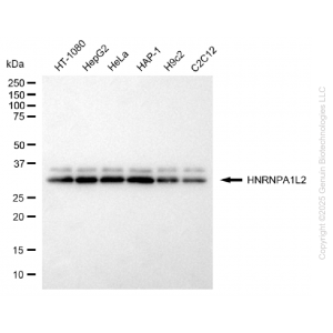 KD-Validated HNRNPA1L2 Rabbit mAb (20 μl)