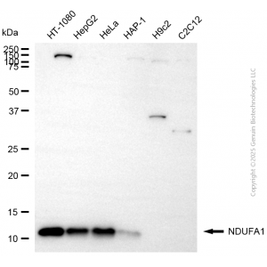 KD-Validated NDUFA1 Rabbit mAb (20 μl)