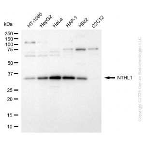 KD-Validated NTH1 Rabbit mAb (20 μl)