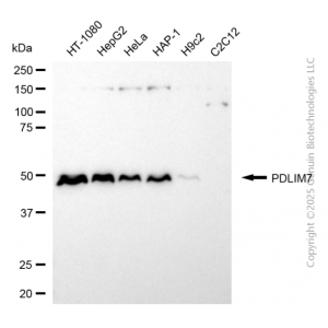 KD-Validated PDLIM7 Rabbit mAb (20 μl)