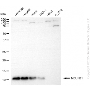 KD-Validated NDUFB1 Rabbit mAb (20 μl)